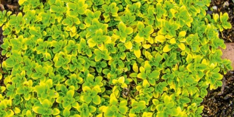 Timijan (majčina dušica) limun: fotografija, uzgoj na otvorenom, korisna svojstva